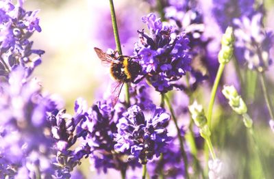 Close-up of bee on purple flowers