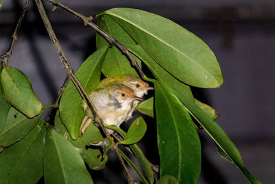 Close-up of a bird