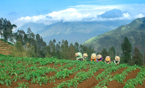 Panoramic view of trees on field against sky