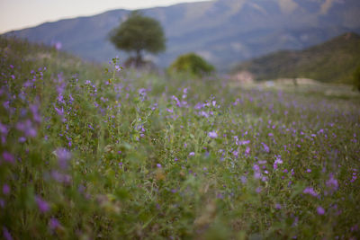 Purple flowering plants on field