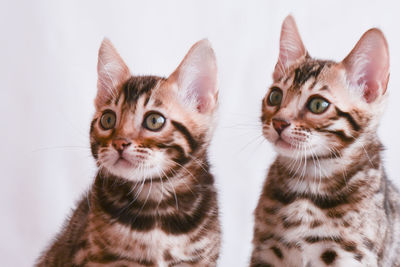 Close-up portrait of cats against white background