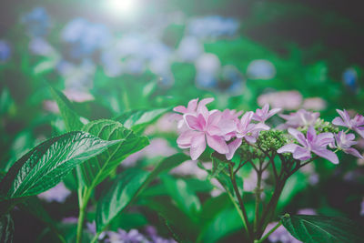 Close-up of pink flowering plant