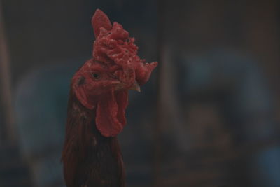 Close-up of rooster