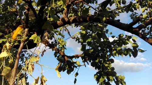 Low angle view of tree against sky