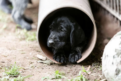 Black german wiredhair puppy laying in a tube, outdoor