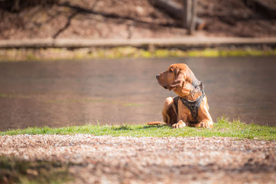 Dog on field