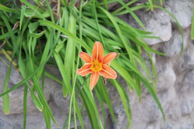 High angle view of orange flowering plants