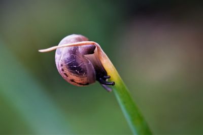 Close-up of siamese snail on a tip of leaf