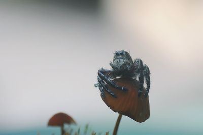 Close-up of butterfly on water