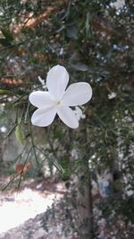 Close-up of white flower blooming in park