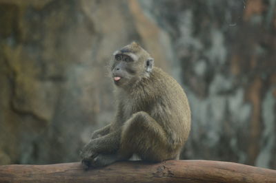 Monkey looking away while sitting on wood