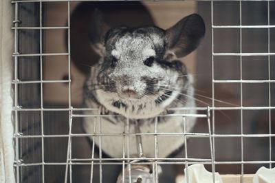 Portrait of cat in cage