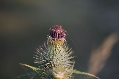 A thistle  growing along the canal path.