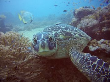 Turtle diving underwater 