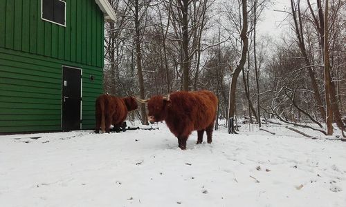 Horses on field during winter