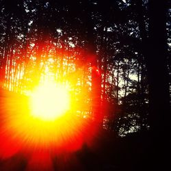 Sun shining through trees