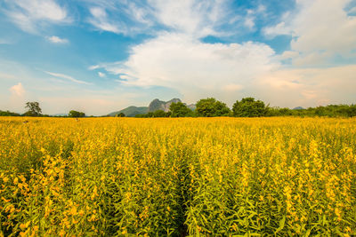 Scenic view of oilseed rape field against sky