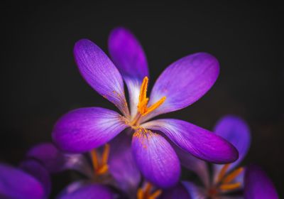 Close-up of purple crocus flowers against black background