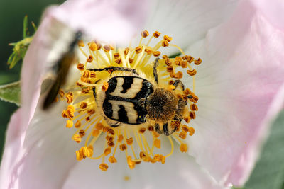 Close-up of bee pollinating on flower