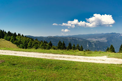 Mountain summer landscape. green pastures crossed by dirt road, fir forests and clear blue sky