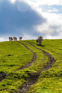 Cows standing on grassy landscape against sky