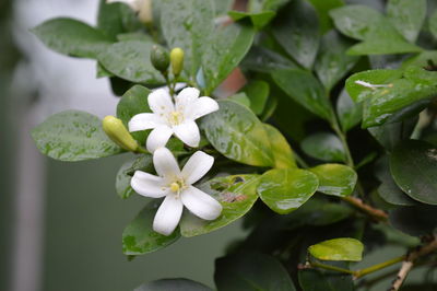 Close-up of white flowering plant