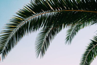 Low angle view of palm tree against clear sky