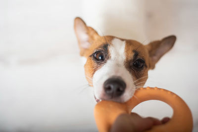 Portrait of dog biting toy at home