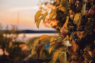 Close-up of dry leaves on plant against sky during sunset