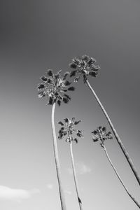 Low angle view of flowering plant against sky