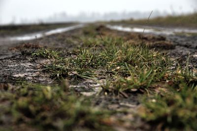 Surface level of grass on field