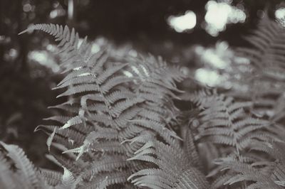 Close-up of fern leaves