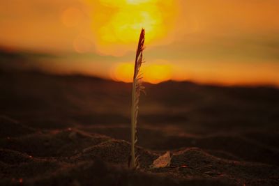 Close-up of plant on field against sky during sunset