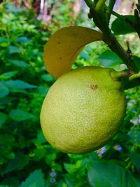 Close-up of leaves on tree