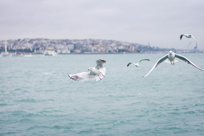 Seagulls flying over sea