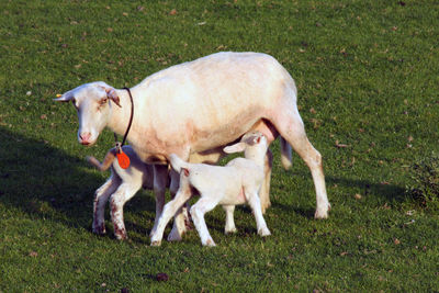 Dog on grass