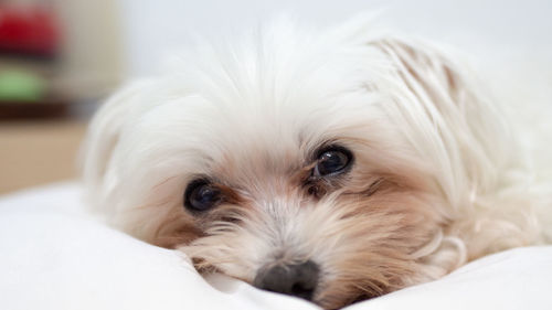 Close-up portrait of a dog