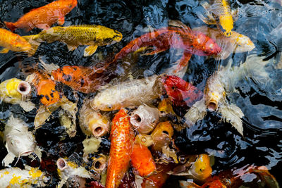 High angle view of koi carps swimming in pond