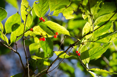 Low angle view of red currants growing on tree