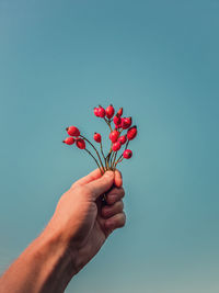 Close up person hand holding a bunch of brier berries over a clear blue sky background. man rosehip