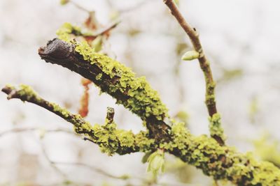 Close-up of fresh green plant