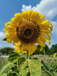 Close-up of sunflower on field against sky