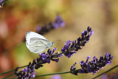 Close-up of butterfly on purple flowering plant