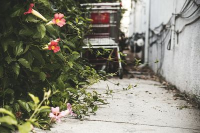 Flower blooming on plant growing in alley