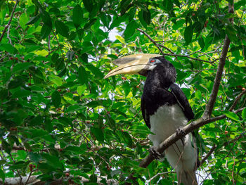 Low angle view of bird perching on branch