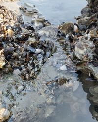 Close-up of shells on beach