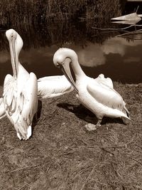 Swan on water