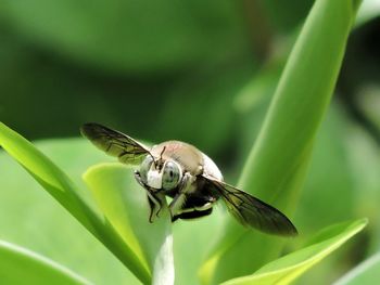 Close-up of insect on leaf