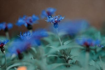 Close-up of purple flowering plant