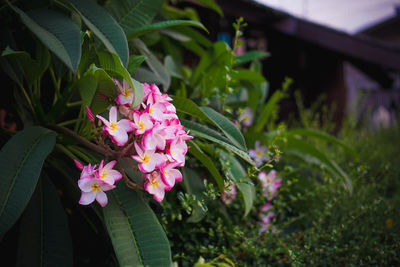 Close-up of pink flowering plant